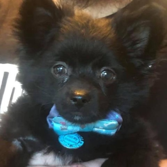 Meet your Posher, Ellen - Picture 1 of 1